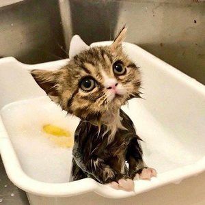 Meet your Posher, Charles g.